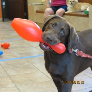 Canine Games and Continuing Education Class